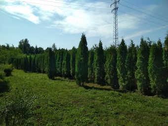 Fotka, volna-poda, 65