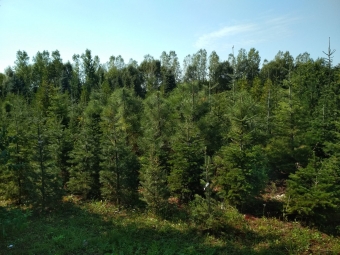 Fotka, volna-poda, 67