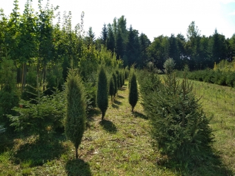 Fotka, volna-poda, 68