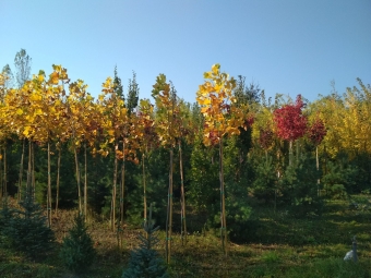 Fotka, volna-poda, 69