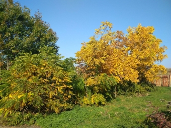 Fotka, volna-poda, 70