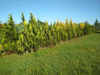 Fotka, volna-poda, 72