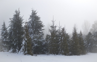 Fotka, zima-u-nas, 85