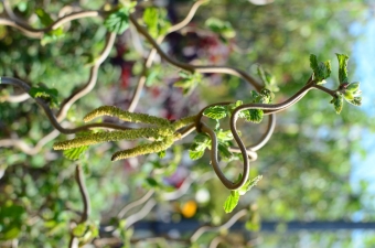 Fotka, ihlicnate-a-listnate-dreviny, 122