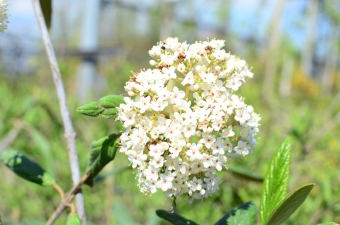 Fotka, ihlicnate-a-listnate-dreviny, 123